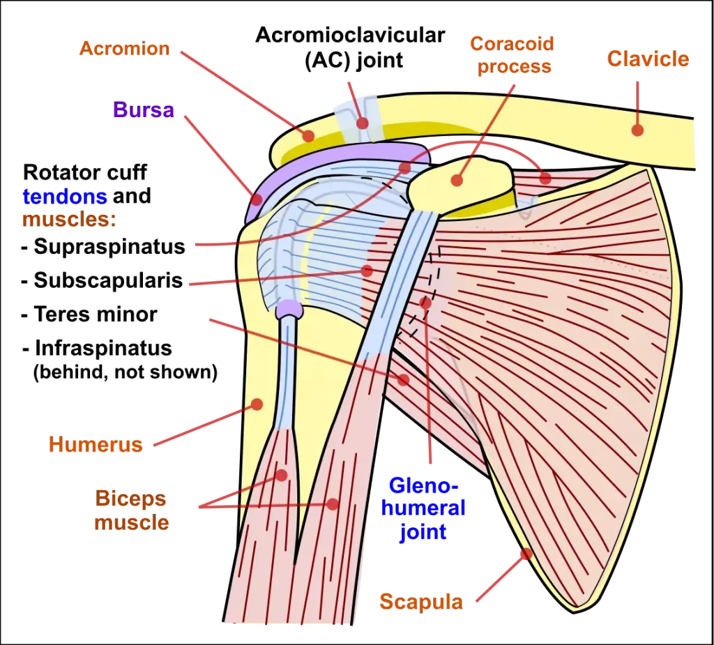 Shoulder Pain / Shoulder Impingement Syndrome