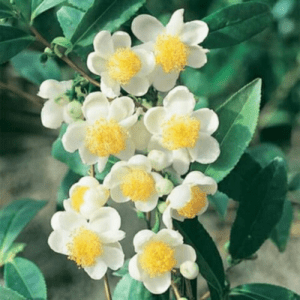 Camellia sinesis