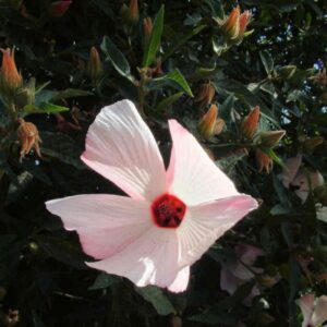 Native Hibiscus Tea (Hibiscus heterophylla)